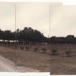 Site photo, upland live oak.