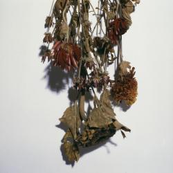 Dried flowers, detail.