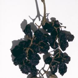 Dried real grapes.